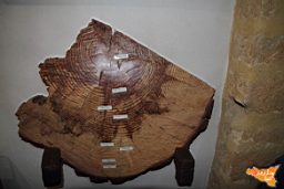 Santa Ninfa 19 11 2016 187.jpg